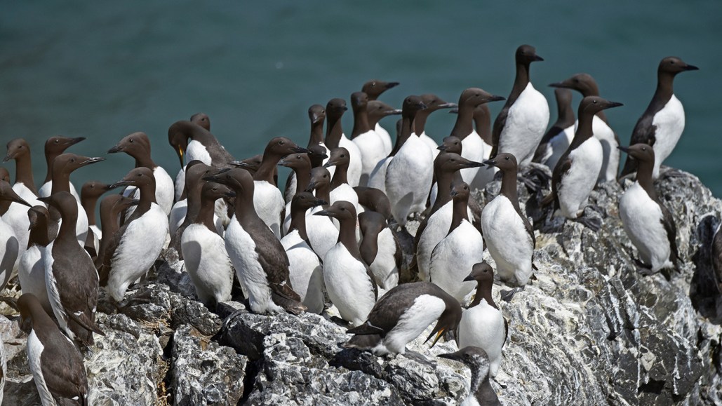 A group of black and white murre seabirds gather on a rock